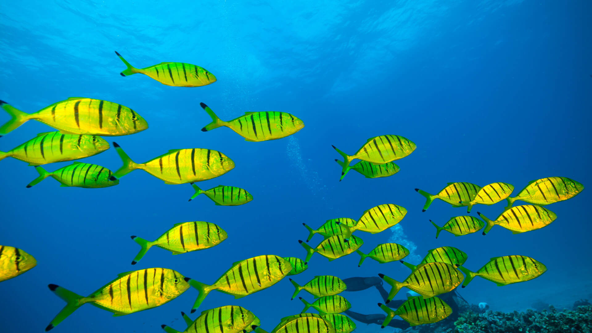 Transformamos conhecimento dos oceanos em soluções para um futuro sustentável