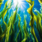 Relatório destaca urgência global para a proteção de algas marinhas