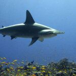 Tubarões: os guardiões do oceano