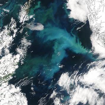 Manchas esverdeadas no Mar do Norte indicam proliferação de fitoplâncton rica em clorofila, observadas pelo satélite MODIS