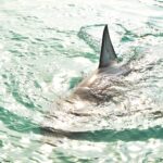 Projeto ‘Tubarões e raias cariocas’ convoca fotógrafos a contribuir com imagens