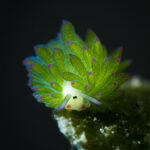 Ovelhas-folha que moram no mar se alimentam de algas e de sol 