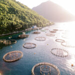 Brasil encontra barreiras para o desenvolvimento da aquicultura