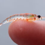 Temporada de pesca ao krill da Antártica é encerrada antecipadamente
