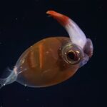 Brasil prevê expedições ao oceano profundo em 2026