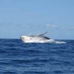 Tratado de Alto-Mar entra em vigor em 2026