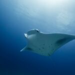 Proteger o oceano é garantir um futuro sustentável