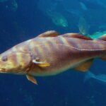 Bacalhau: origem e mitos 