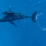 Simpósio reúne cientistas e autoridades no Rio para debater implementação do Tratado do Alto-Mar