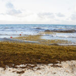 Cinturão de algas no Atlântico ameaça ecossistemas, economia e o litoral brasileiro