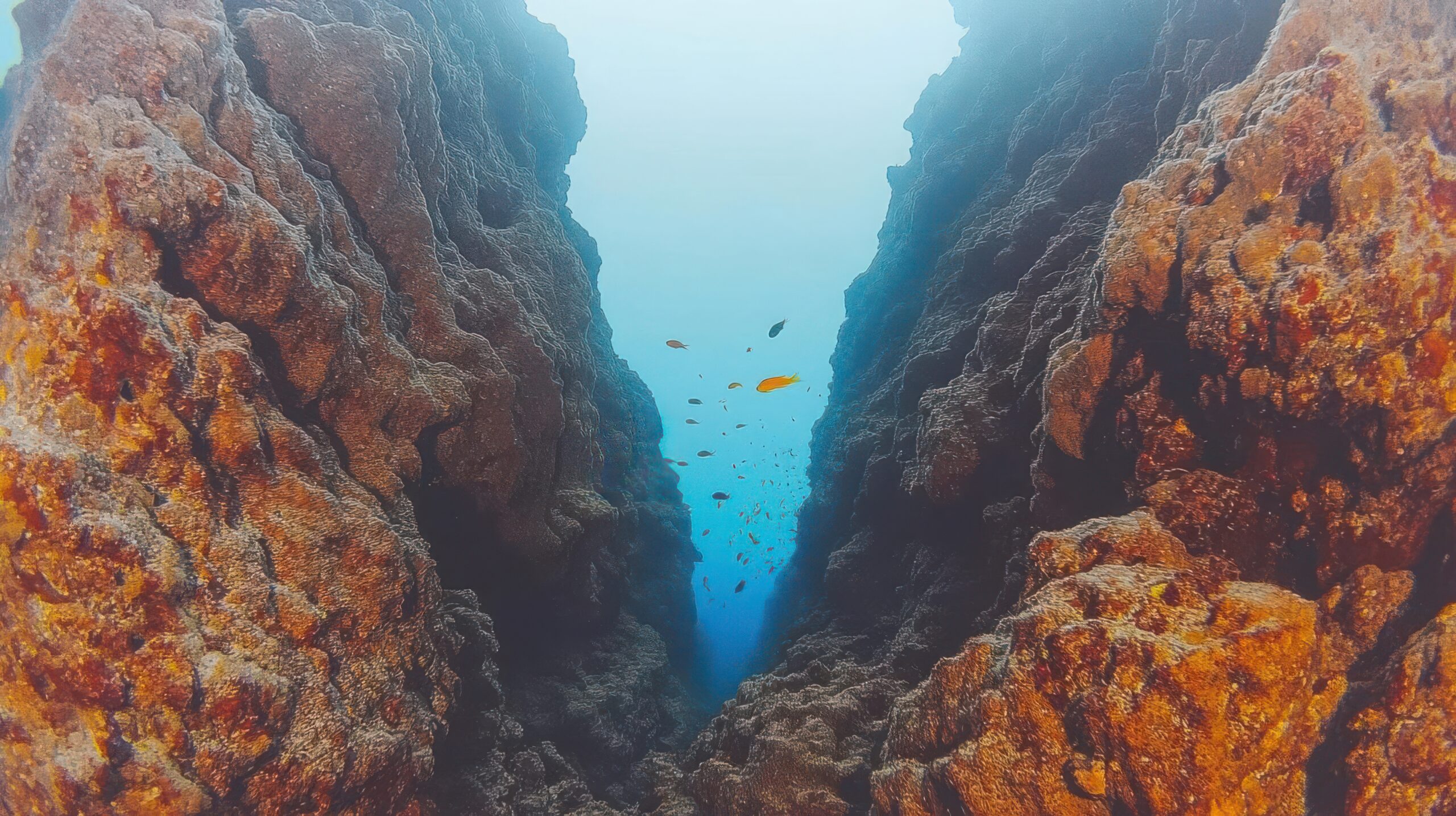 Cânions submarinos revelam conexões ocultas do oceano e ajudam a entender o clima do planeta