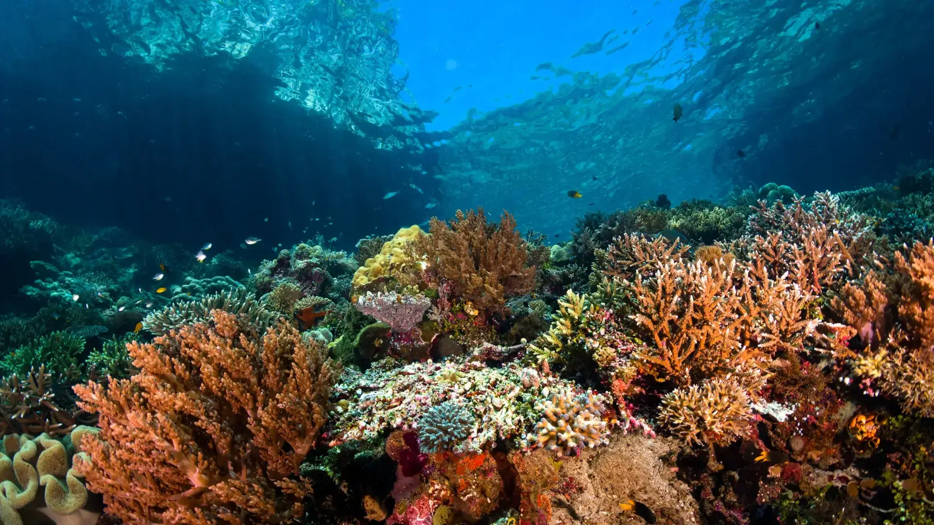 INPO lidera processo de atualização do Plano para a Década do Oceano