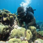 Cientistas desenvolvem modelo de previsão climática para proteger ecossistemas de recifes no Caribe 