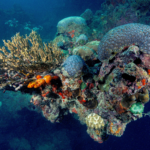 Pesquisa revela que microbiota marinha pode fortalecer o monitoramento de recifes de corais