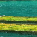 Algas marinhas podem ser aliadas para o desenvolvimento sustentável na América Latina