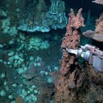 Expedições a bordo do navio Falkor (too) revelam novas espécies e ambientes inexplorados nas profundezas do Atlântico 
